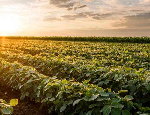 Meet the 2022 Wisconsin Soybean New Contestant Yield Contest Winner