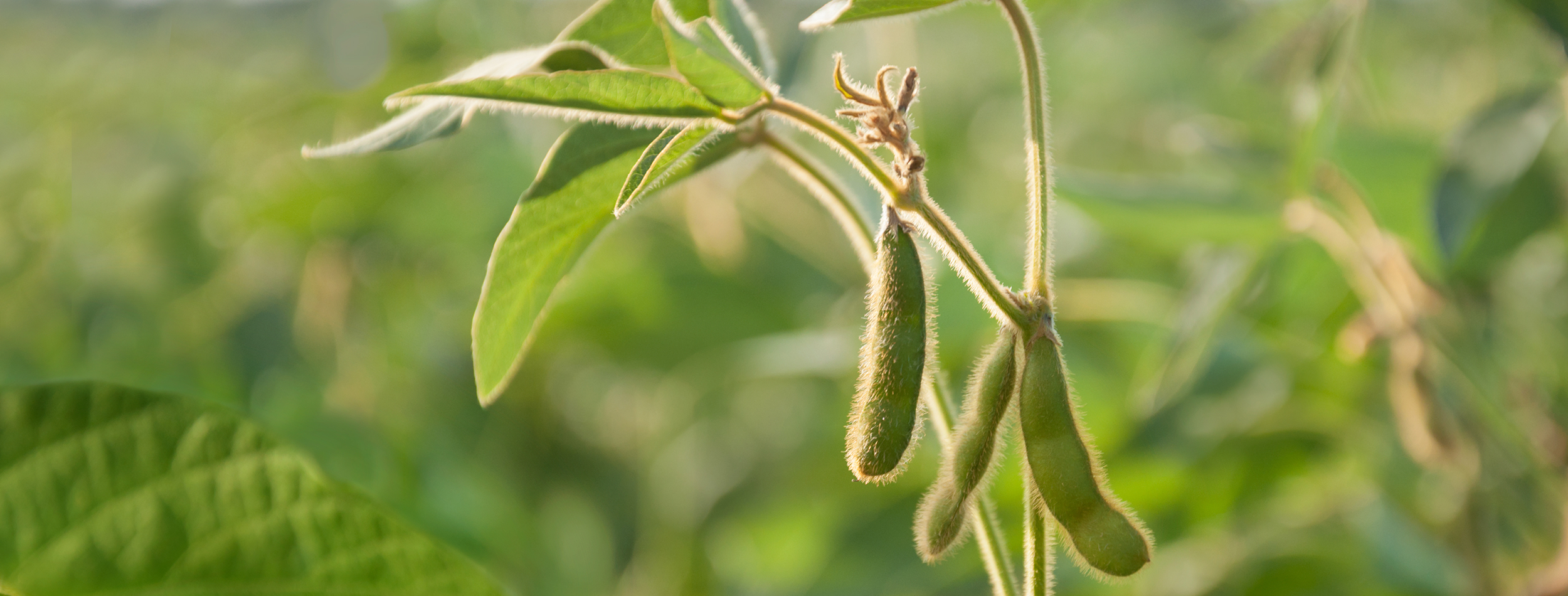 soybean news