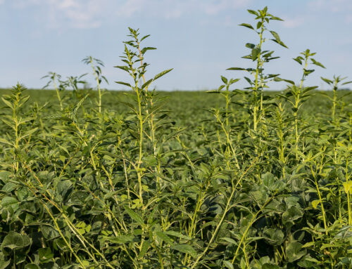 Herbicide resistance shrinking the toolbox for Wisconsin farmers