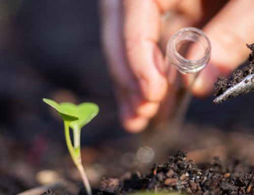 Field projects in 2024: Yield contest, cover crops and soil health