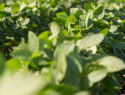 Strength in soybean research: WSMB approves research projects