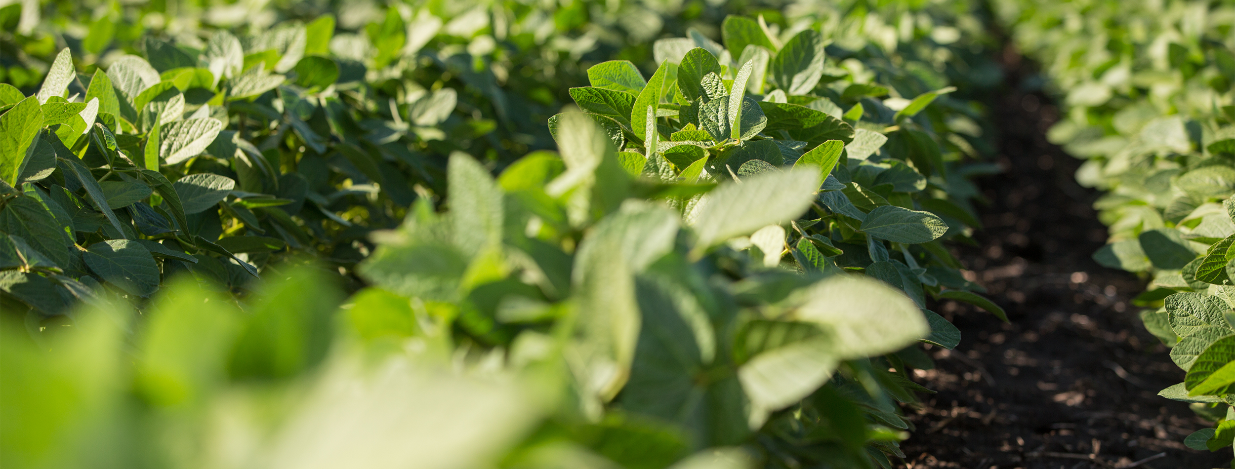 Soybean rows soybean news, research projects