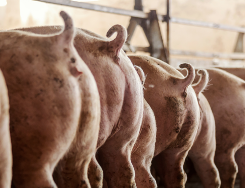 Pork power: Wisconsin soy helps boost meat exports