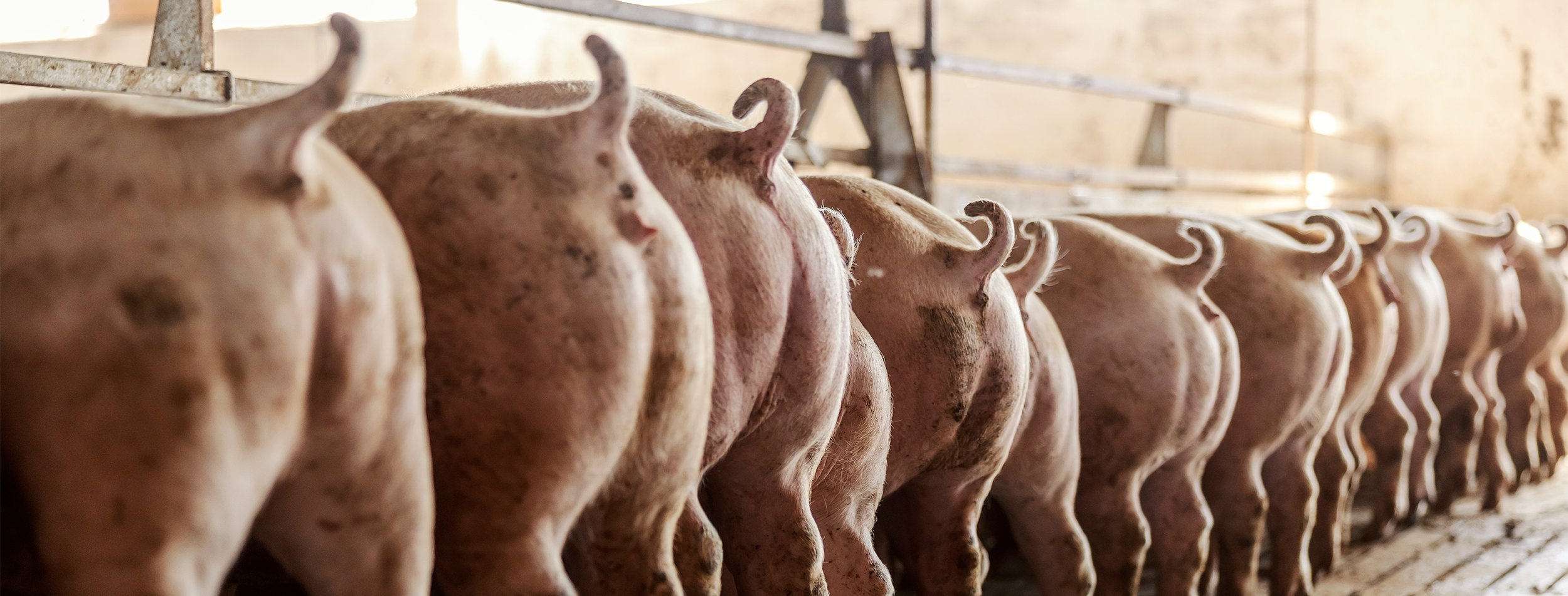 soybean news, soybean meal, wisconsin