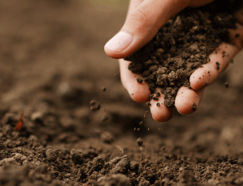 Healthy foundation: WSMB marks National Soil Health Day