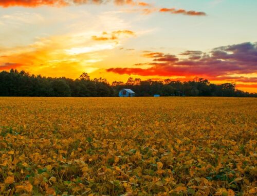 Dr. Conley optimistic about soybean harvest