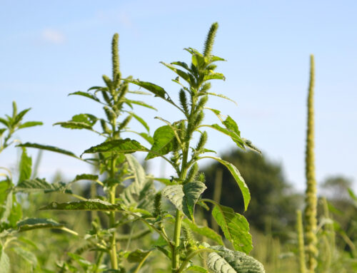 Wisconsin joins call for timely Dicamba registration