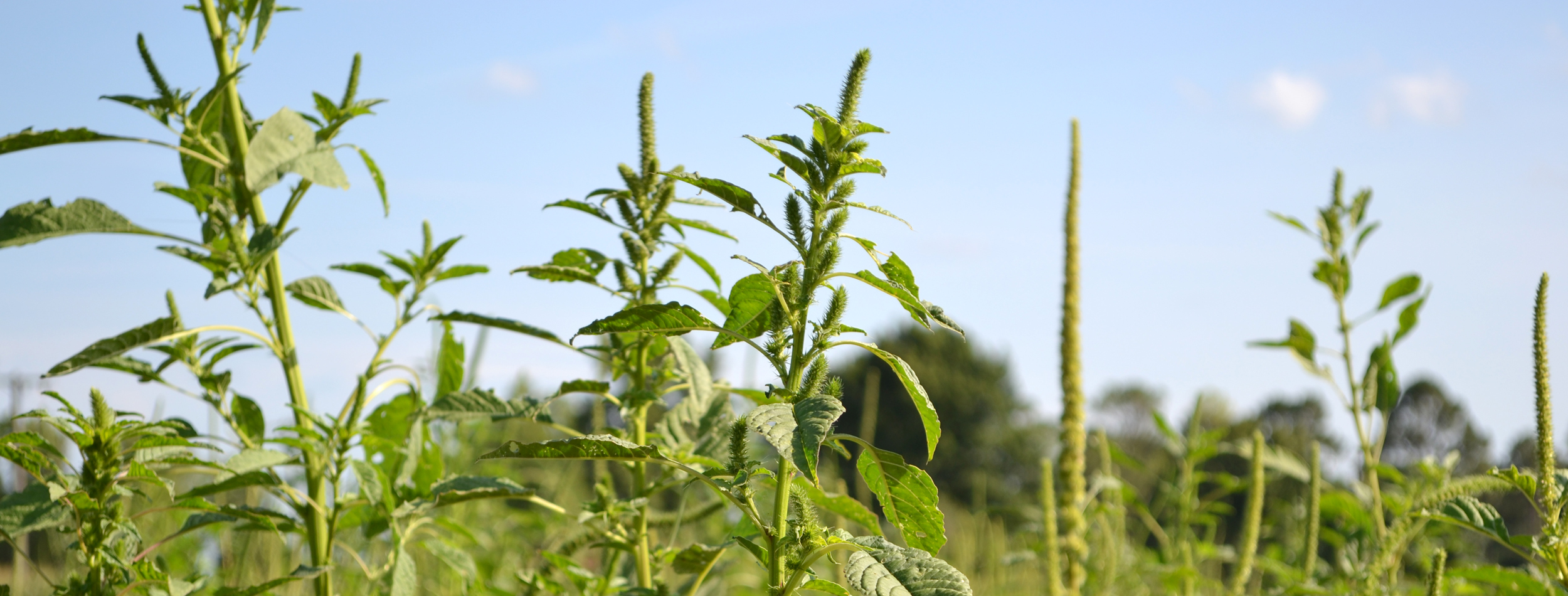 soybean news dicamba registration