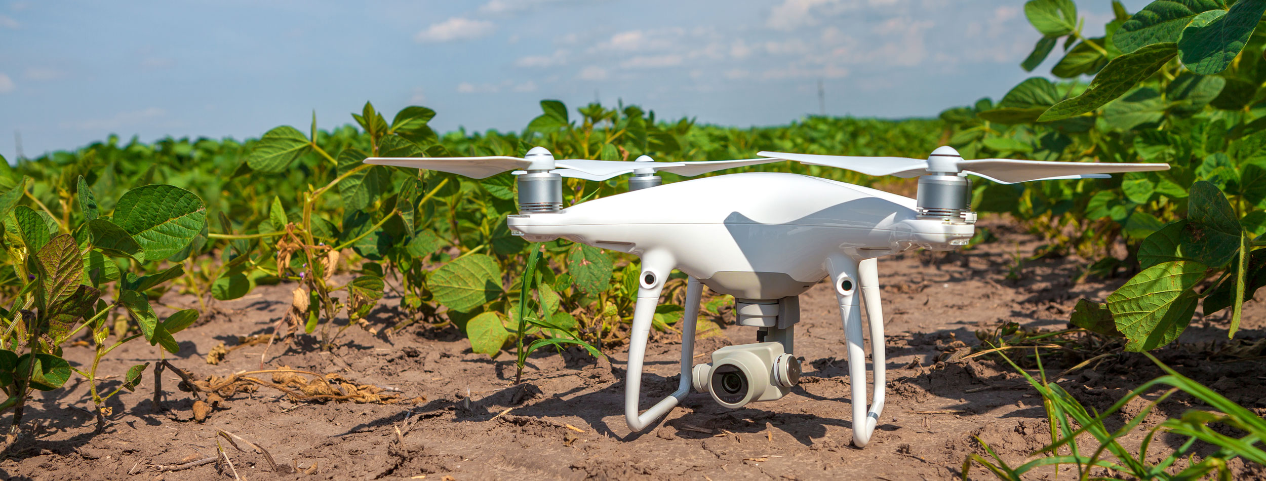 drone-soybean-field ai agriculture
